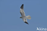 Northern Harrier