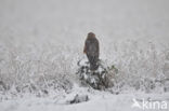 Northern Harrier