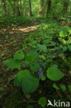 Bleeksporig bosviooltje (Viola riviniana)