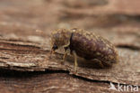 death-watch beetle (Xestobium rufovillosum)