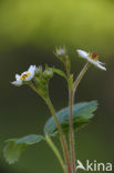 Bosaardbei (Fragaria vesca) 