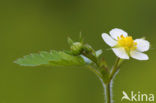 Bosaardbei (Fragaria vesca) 