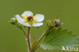 Bosaardbei (Fragaria vesca) 