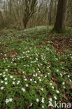 Bosanemoon (Anemone nemorosa)