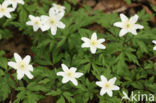 Bosanemoon (Anemone nemorosa)