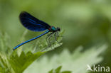 Bosbeekjuffer (Calopteryx virgo) 