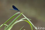 Bosbeekjuffer (Calopteryx virgo) 