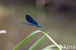 Bosbeekjuffer (Calopteryx virgo) 