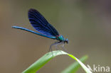 Bosbeekjuffer (Calopteryx virgo) 