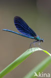 Bosbeekjuffer (Calopteryx virgo) 