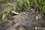 Bosbeekjuffer (Calopteryx virgo) 