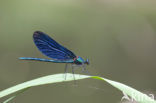 Beautiful Demoiselle (Calopteryx virgo)