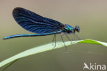 Bosbeekjuffer (Calopteryx virgo) 