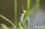 Beautiful Demoiselle (Calopteryx virgo)