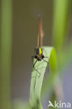 Beautiful Demoiselle (Calopteryx virgo)