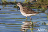 Wood Sandpiper (Tringa glareola)