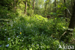 Bosvergeet-mij-nietje (Myosotis sylvatica)