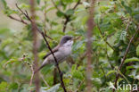 Lesser Whitethroat (Sylvia curruca)