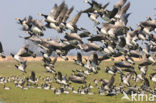 Brandgans (Branta leucopsis)