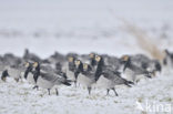 Barnacle Goose (Branta leucopsis)