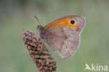 Meadow Brown (Maniola jurtina)