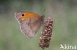 Meadow Brown (Maniola jurtina)