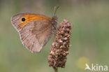 Meadow Brown (Maniola jurtina)