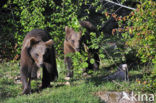 Bruine beer (Ursus arctos)