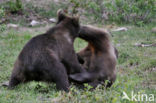 Bruine beer (Ursus arctos)