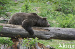 Bruine beer (Ursus arctos)