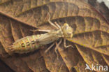 Brown Hawker (Aeshna grandis)
