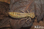 Brown Hawker (Aeshna grandis)