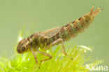 Brown Hawker (Aeshna grandis)