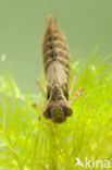Brown Hawker (Aeshna grandis)