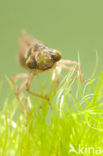 Brown Hawker (Aeshna grandis)