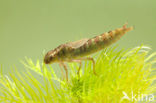 Brown Hawker (Aeshna grandis)