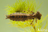 Brown Hawker (Aeshna grandis)