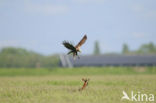 Bruine Kiekendief (Circus aeruginosus)