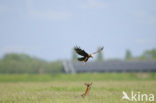 Bruine Kiekendief (Circus aeruginosus)