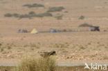 Marsh Harrier (Circus aeruginosus)