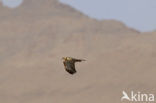 Bruine Kiekendief (Circus aeruginosus)