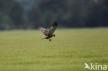 Bruine Kiekendief (Circus aeruginosus)