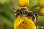 Bruine slobkousbij (Macropis fulvipes) 