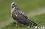 Buizerd (Buteo buteo)