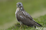 Buizerd (Buteo buteo)