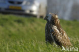 Common Buzzard (Buteo buteo)