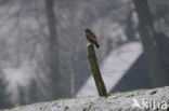 Common Buzzard (Buteo buteo)