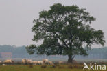 Charolais Koe (Bos domesticus)