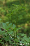 Christoffelkruid (Actaea spicata) 