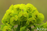 Cypress Spurge (Euphorbia cyparissias)